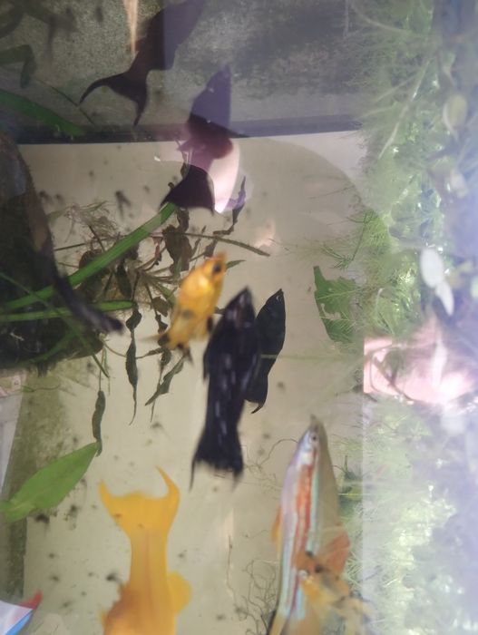 Mieczyk zielony, czarny,  molinezje