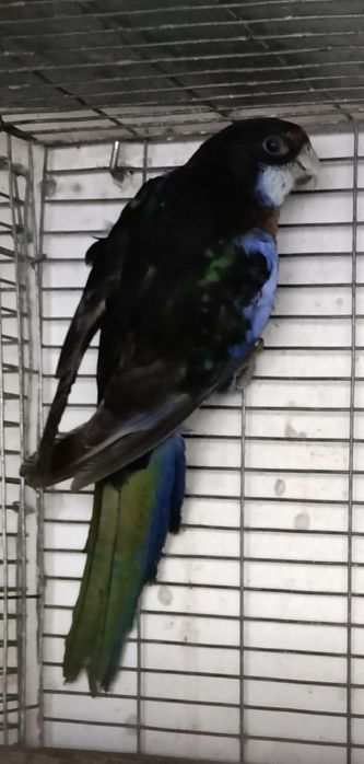 Rosela Exímius black fêmea