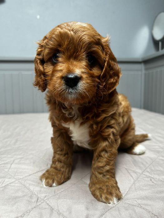 Cavapoo sunia do odbioru
