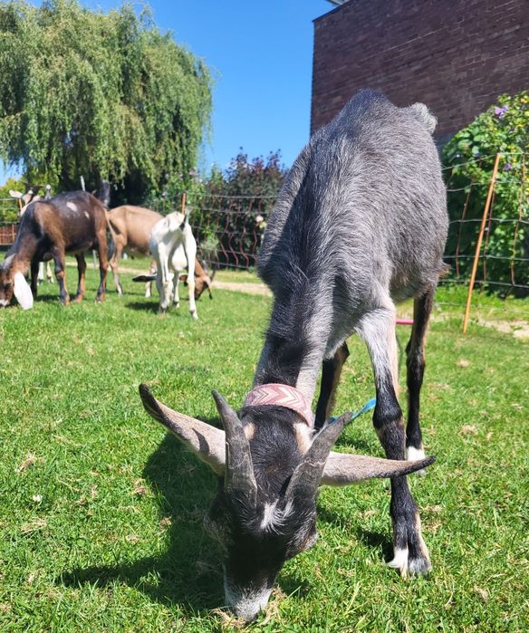 Koziołki i kózki na sprzedaż