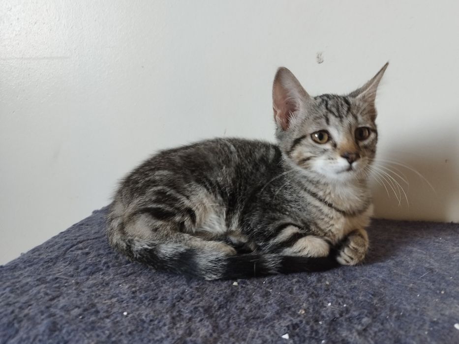 Gatinha bebé para adoção responsável