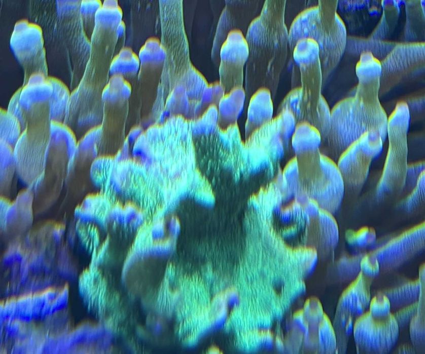 Pavona cactus S Green Fluo