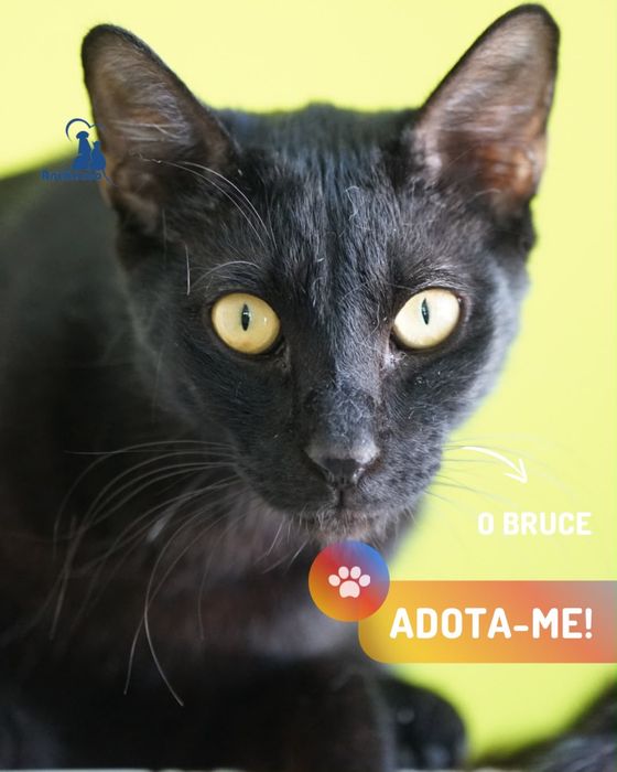 Bruce gato jovem para adoção