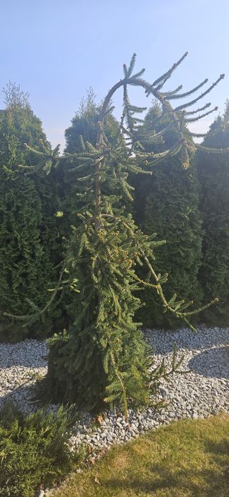 Świerk Inversa  2 metrowy