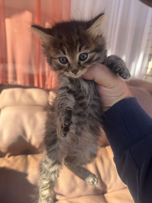Отдам котят в хорошие руки