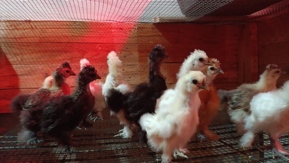 Pintos sedosos
Com 3 semanas, não fazemos entregas 
Cada ave 15€