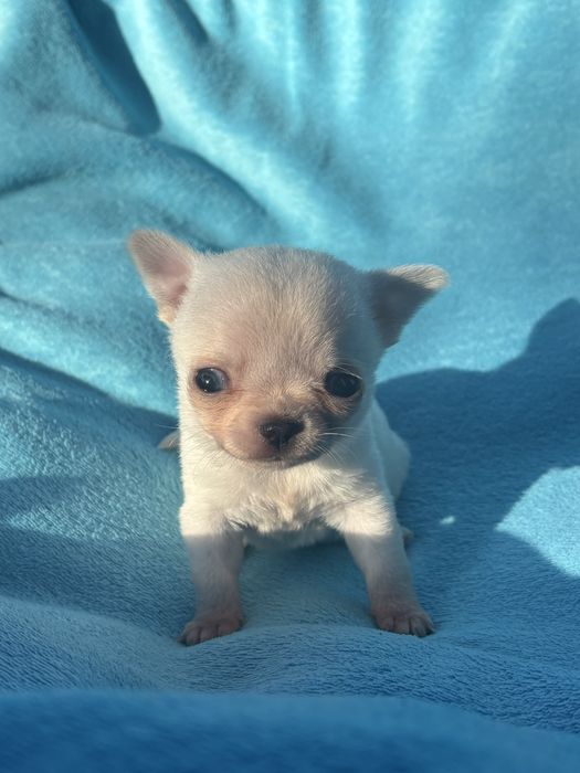 Chihuahua suczka xxxs do rezerwacji