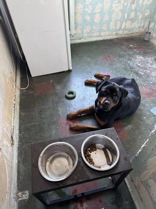 Продам ротвейлера