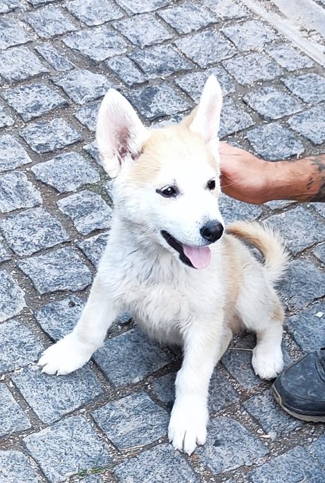 Сибирский хаски -