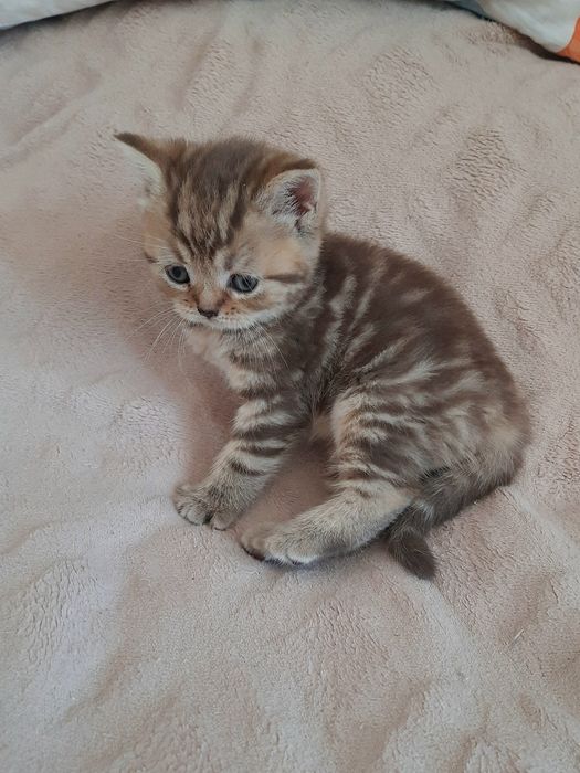 Висловухі шотландські кошенята