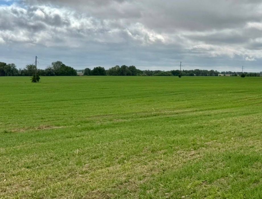 Продаж земельної ділянки під агробізнес у Воронькові - View 5