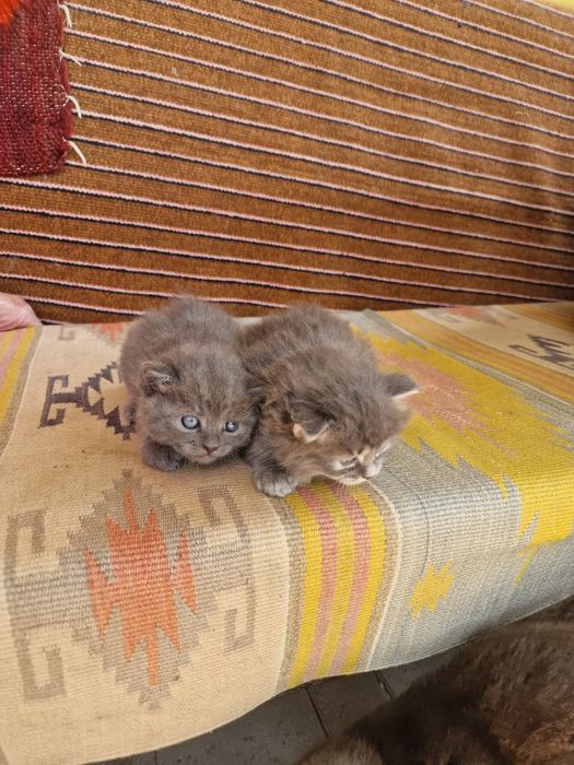 Кошенята в добрі руки