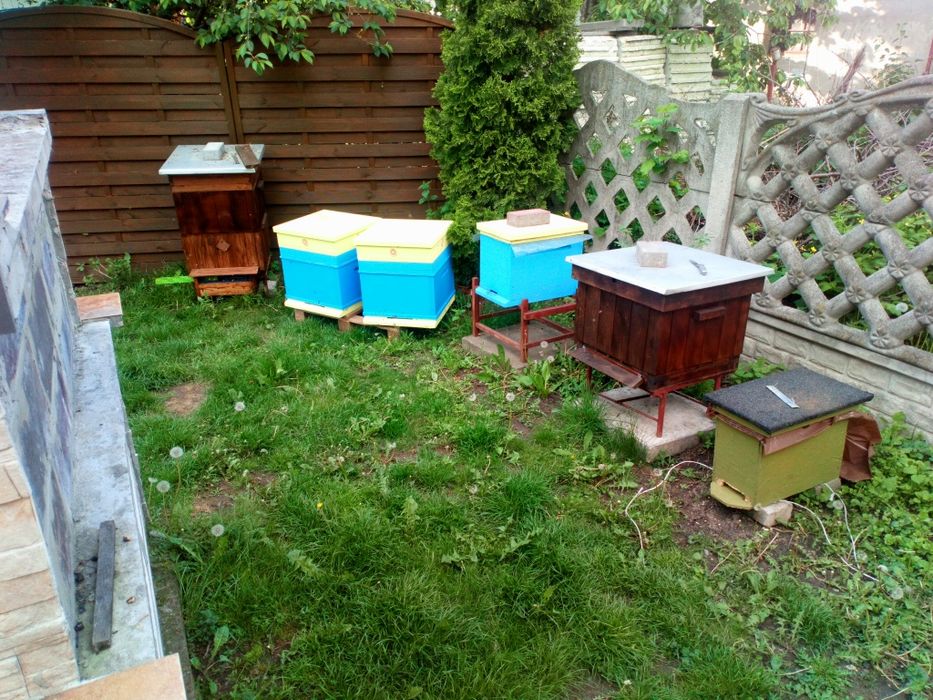 Odkłady pszczele rodziny pszczele