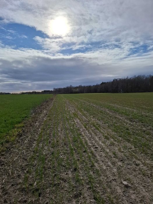 Działka  3,53 w Charnowie w sąsiedztwie doliny Charlotty 4 km od Ustki - Więcej