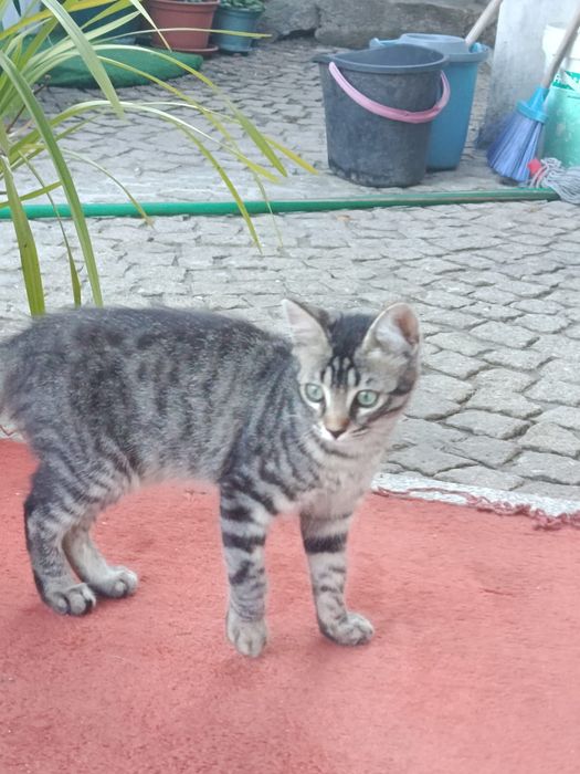 Gatas para adoção