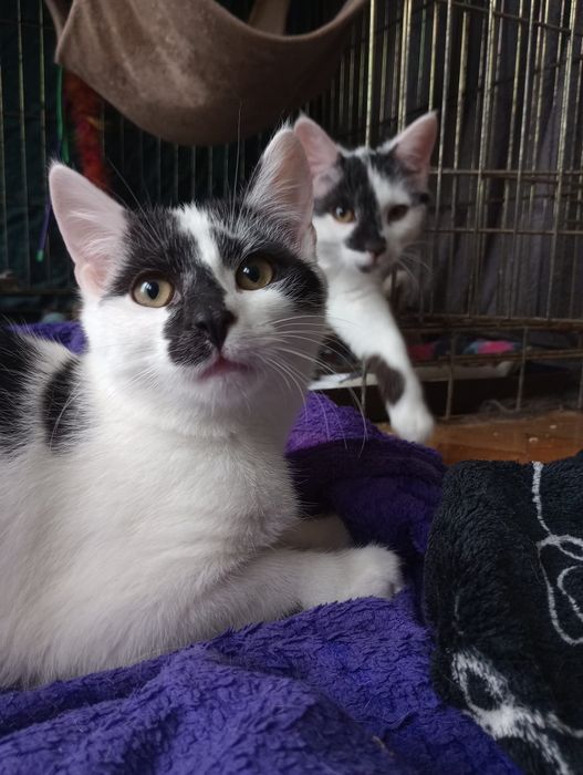 Zog i Honk - kocie rodzeństwo szuka kochającego domu