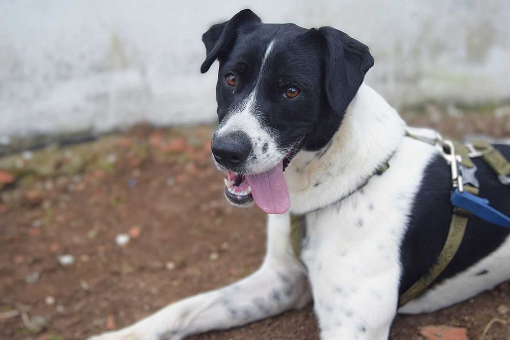 Flecha - cão medio para adoção
