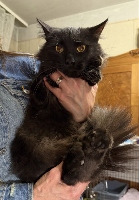 Пухнастий молодий котик кастрований