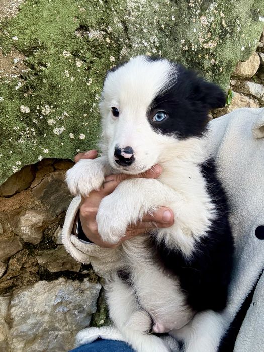 Excelente menio border collie olho azul