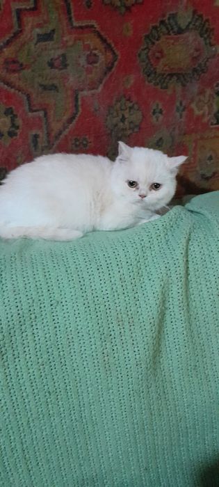 Британские котики.