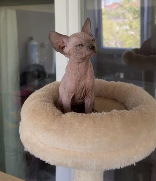 Canadian Sphynx