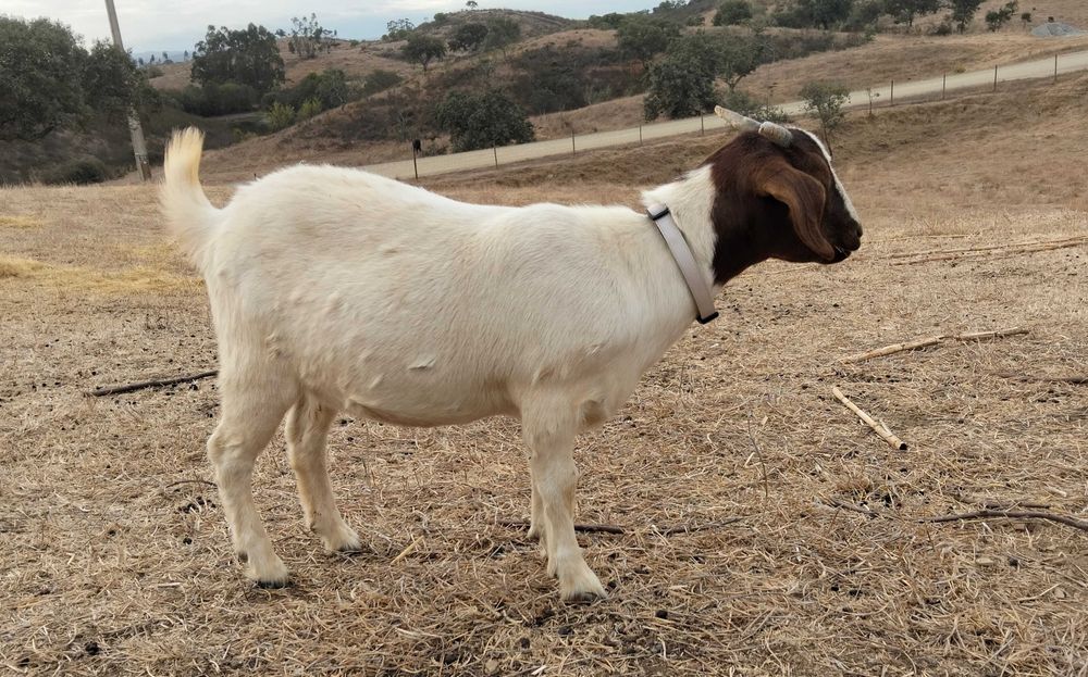 Duas cabras Boer com 7 meses