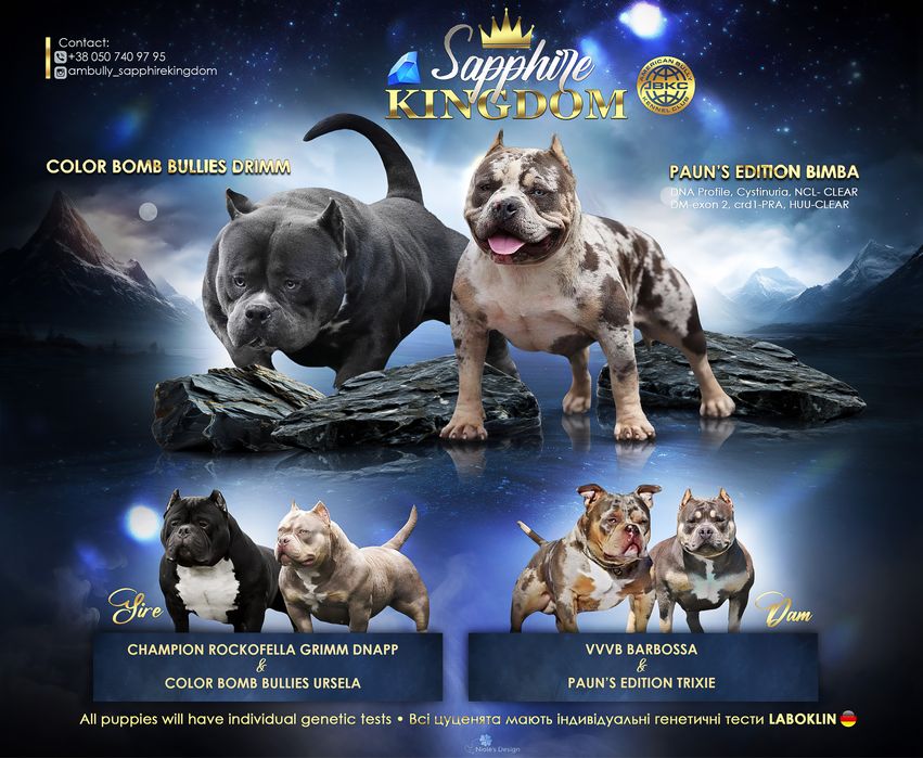 Буллі в Неймовірних Окрасах - Тільки в SAPPHIRE KINGDOM!