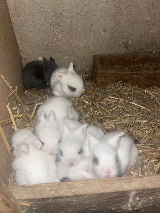 Coelhos anões angora