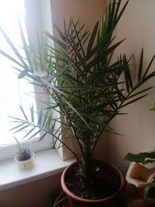 Дерева якісні Лимони