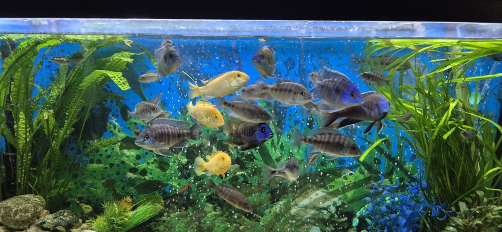 Віддам даром цихлід