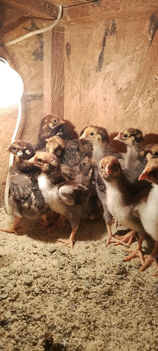 Продам курчат породи Віандот
