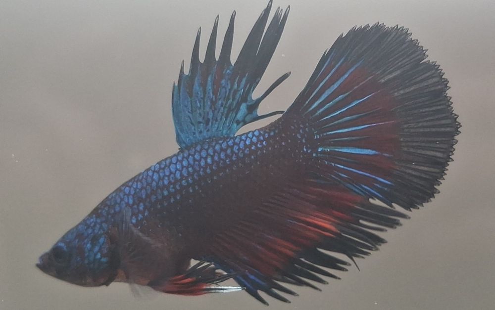 Machos peixe Betta apenas 5€