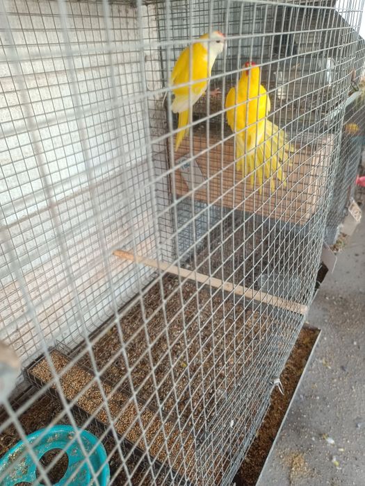 Kakarikis para ceder