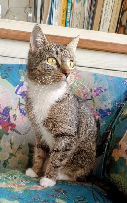 Urocza Miranda szuka domu! (FIV+)