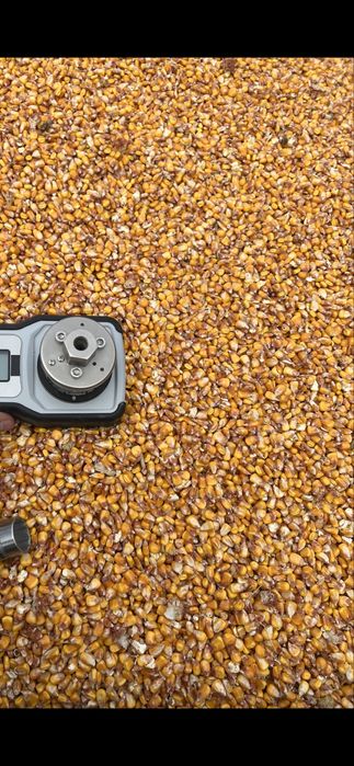 Kukurydza sucha z dostawą, big bagi lub worki