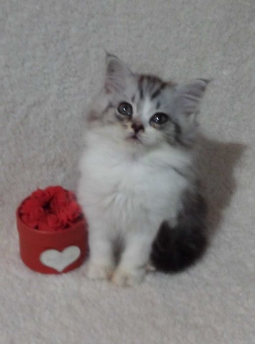 Вислоухие и прямоухие!Золотые и Голубые шиншиллы!