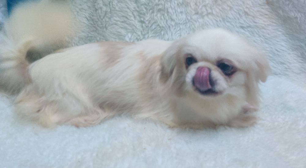 ‼️Взрослая девочка пекинес