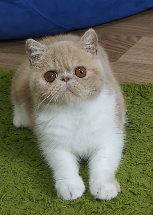 Екзотичний хлопчик