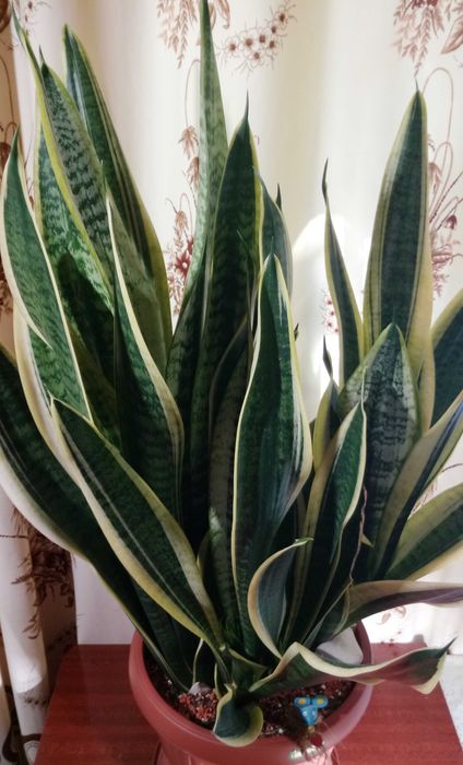 Сансевиерия Футура Суперба (Futura Superba)