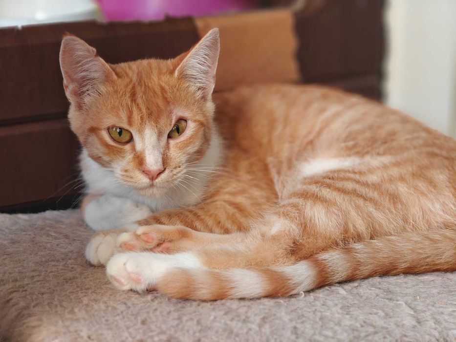 Фенікс з непростою долею шукає дім