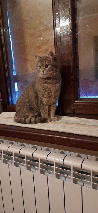 Помогите найти кошек