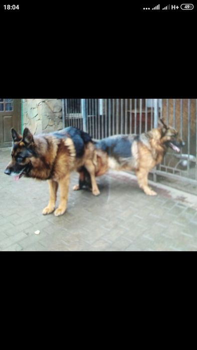 Пропоную кобеля німецької вівчарки для в'язки, з доками КСУ, гарний ро