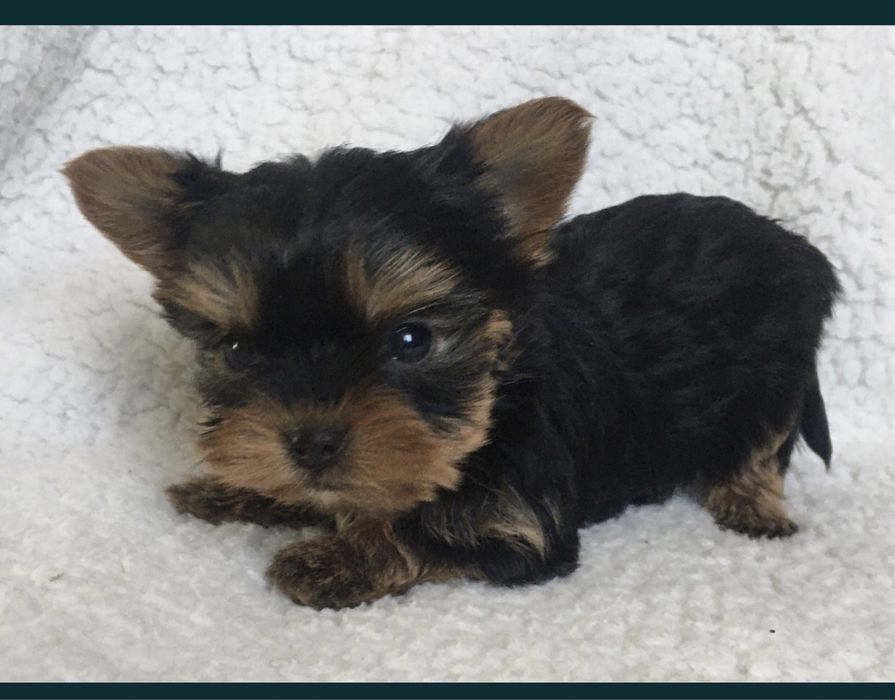 Детки       йорка