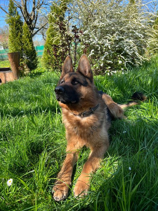 Німецька вівчарка -вязка