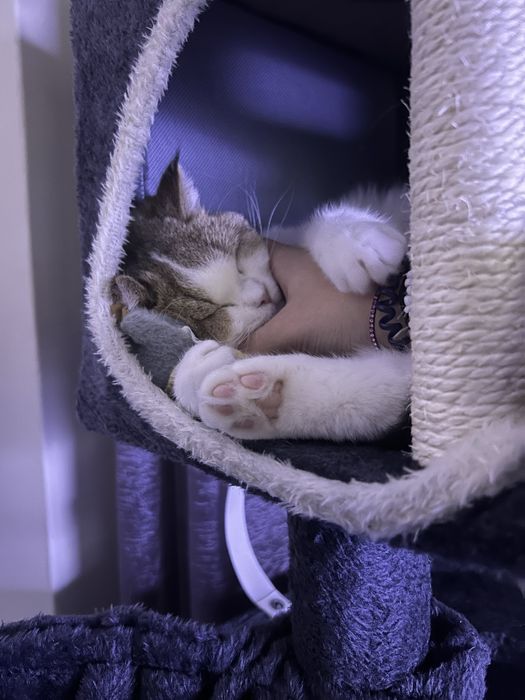 Menino British Shorthair