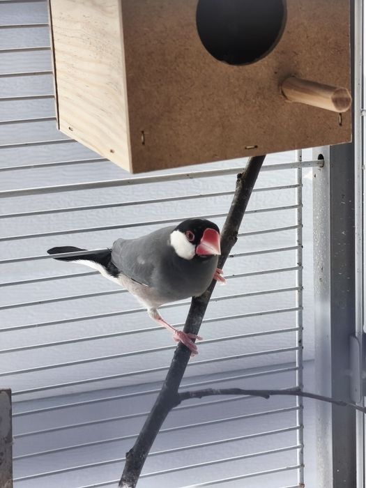 Vendo Pardal de Java fêmea
