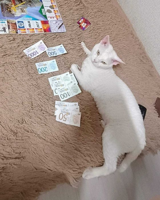 Девон рекс в'язка