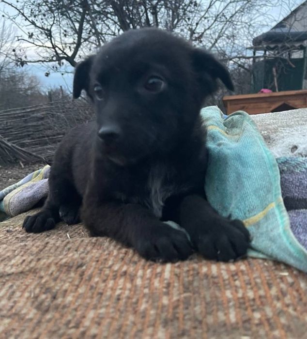 Отдам даром в добрые руки щенка метис небольшой породы