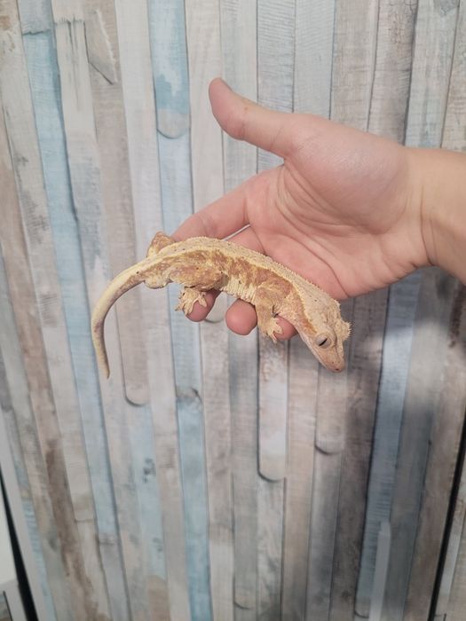 Gekon orzęsiony samiec