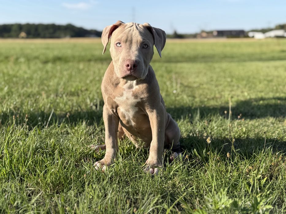 American Pit Bull Terrier *unikatowa suczka*